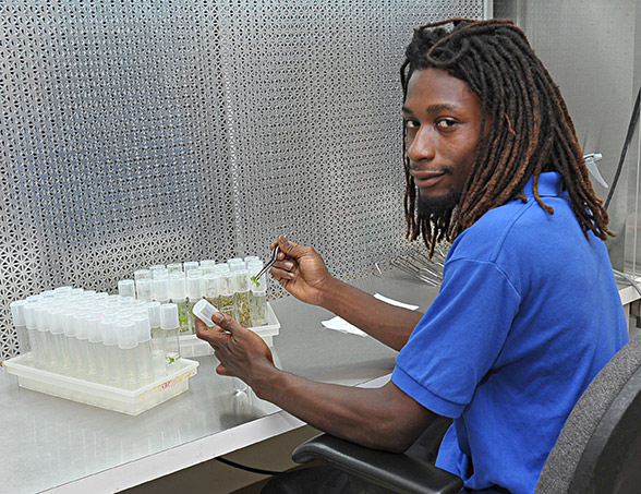 Photo of UVI student examining plant samples.